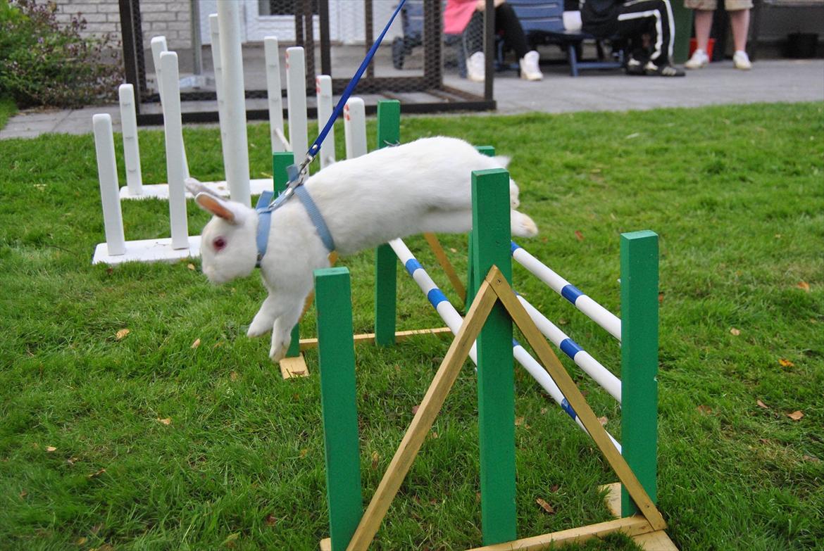 Kanin McGee - Stævne d 23 billede 16