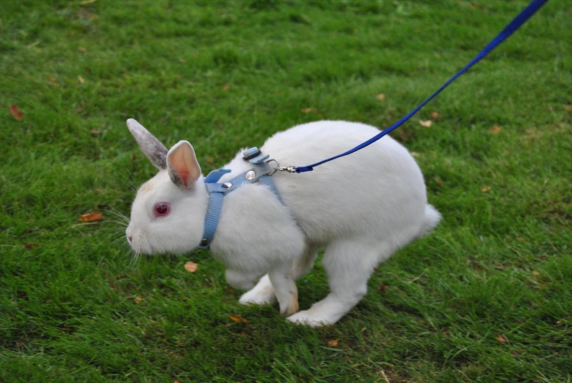 Kanin McGee billede 17