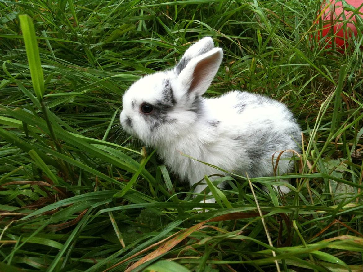 Kanin Stald Hackz Apache  billede 2