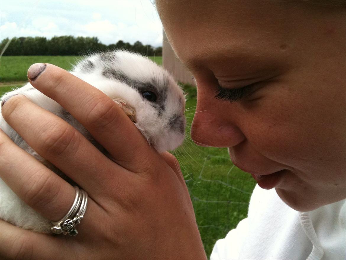 Kanin Stald Hackz Apache  billede 3