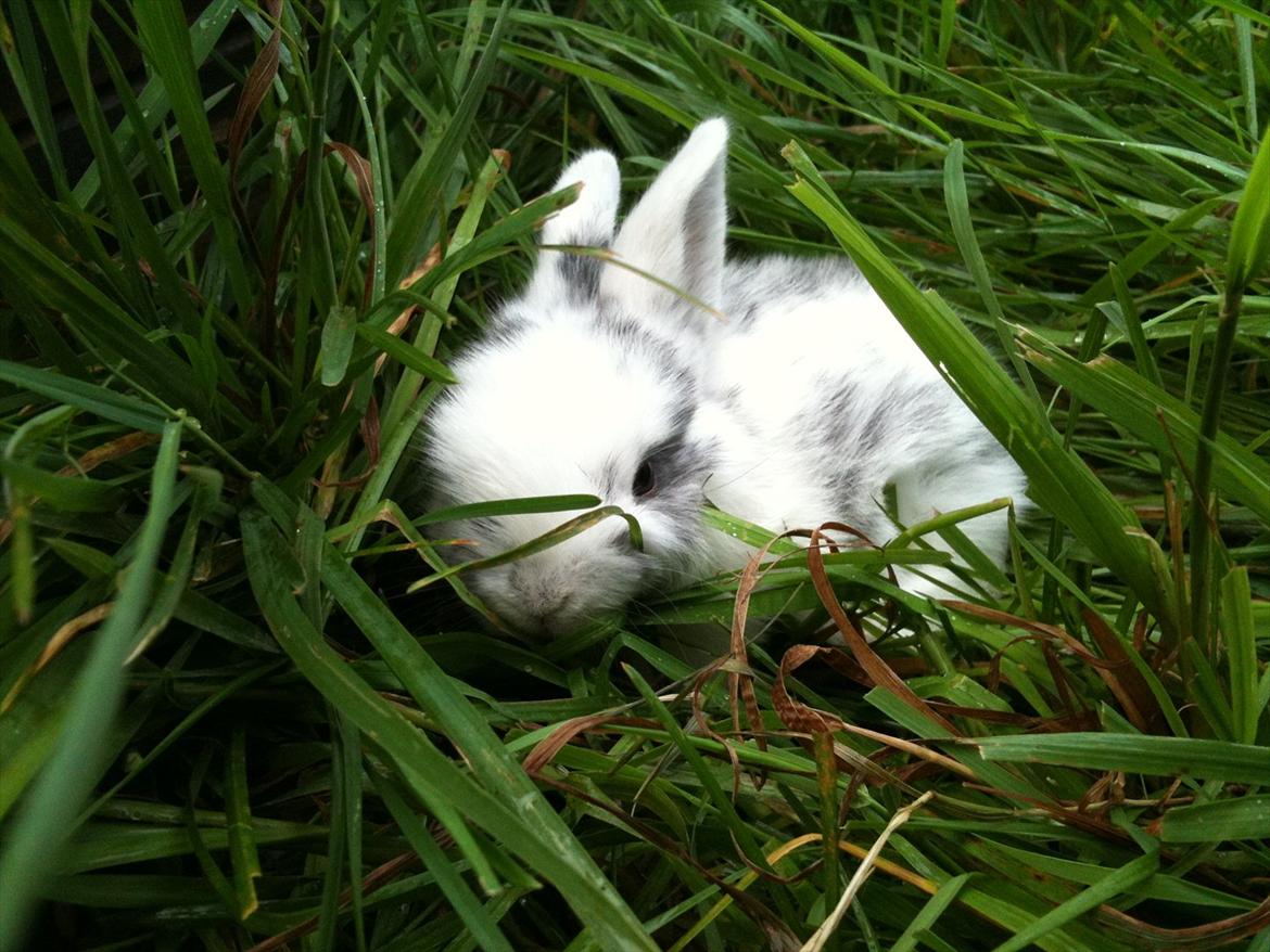 Kanin Stald Hackz Apache  billede 4