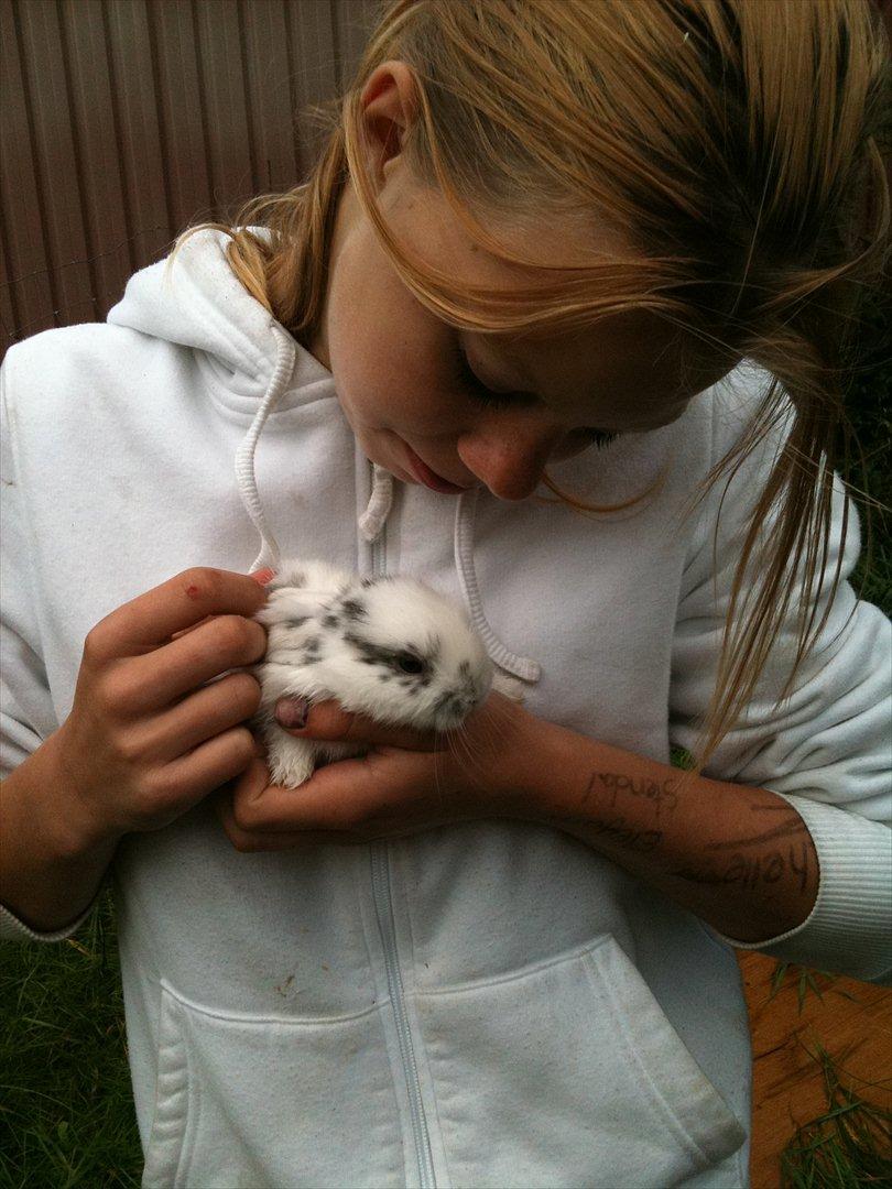 Kanin Stald Hackz Apache  billede 5