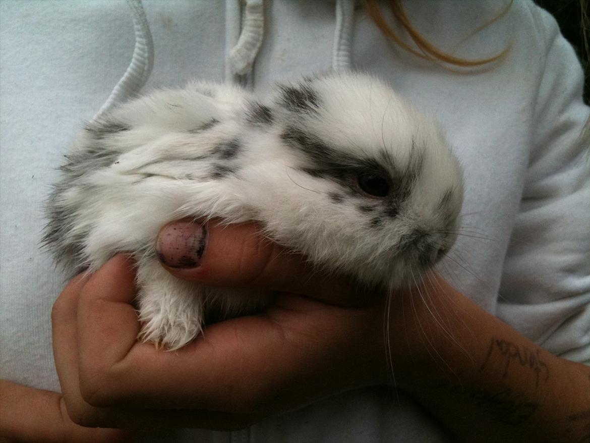 Kanin Stald Hackz Apache  billede 6