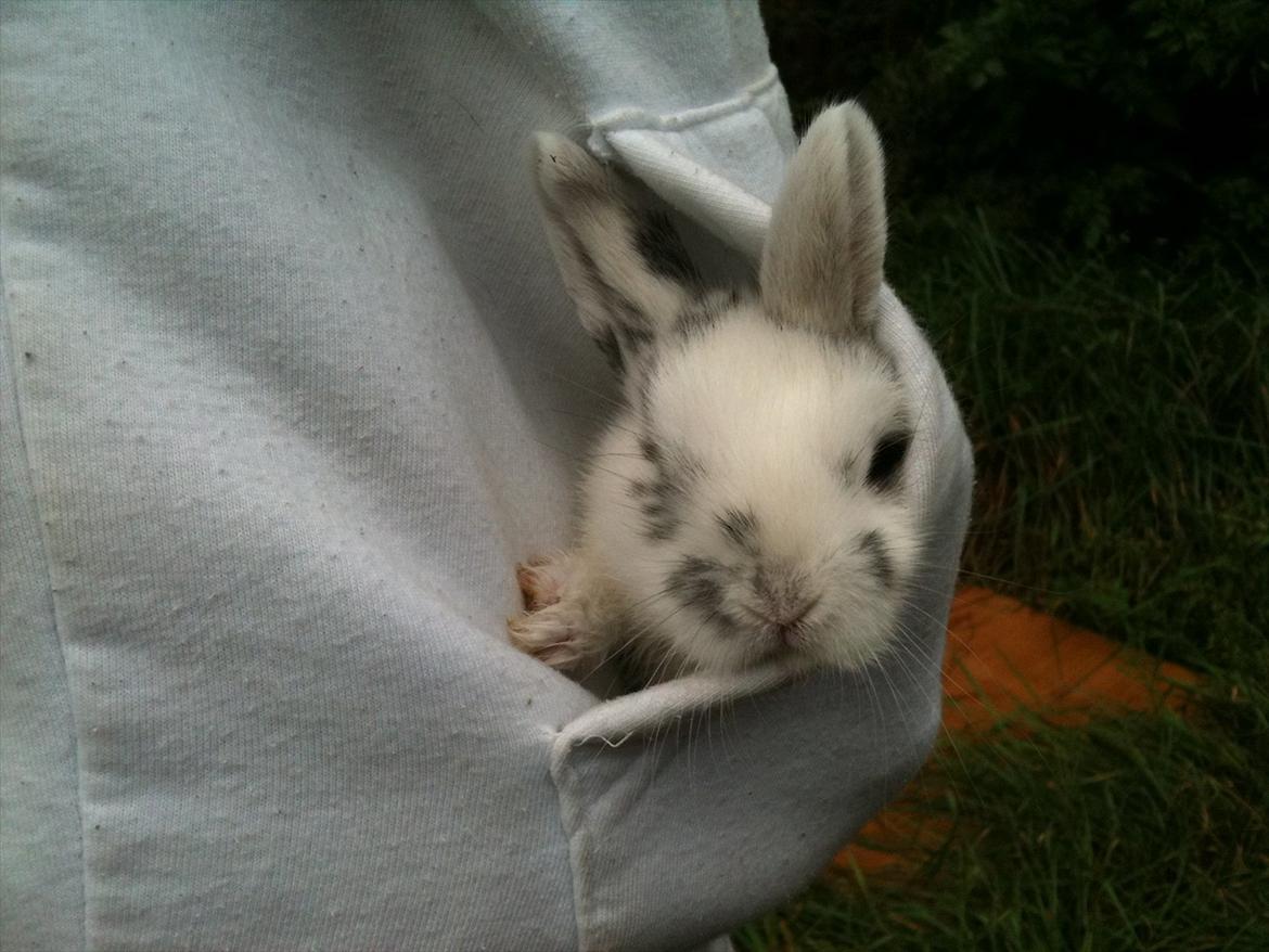 Kanin Stald Hackz Apache  billede 7