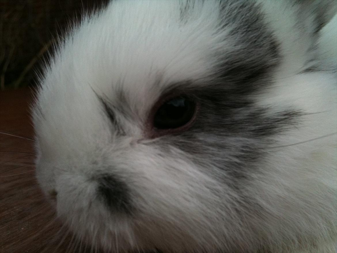 Kanin Stald Hackz Apache  billede 8