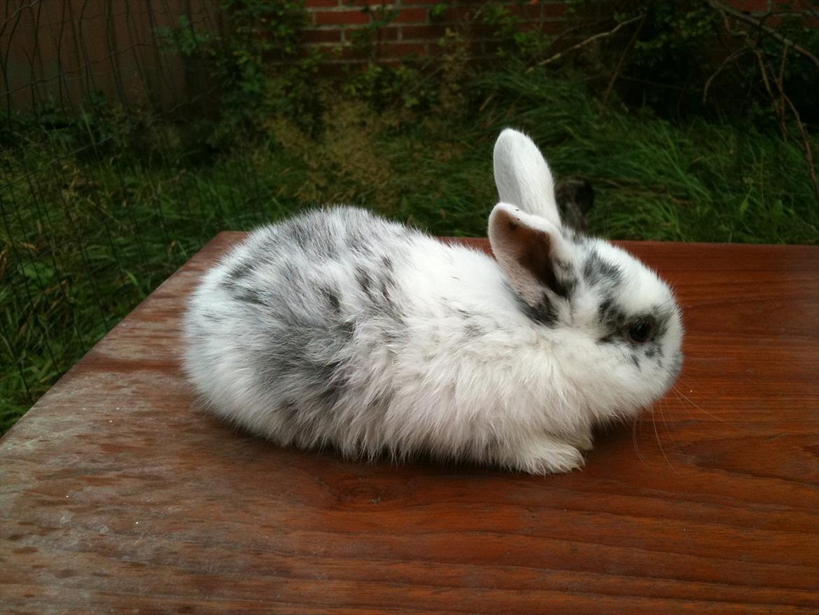 Kanin Stald Hackz Apache  billede 9