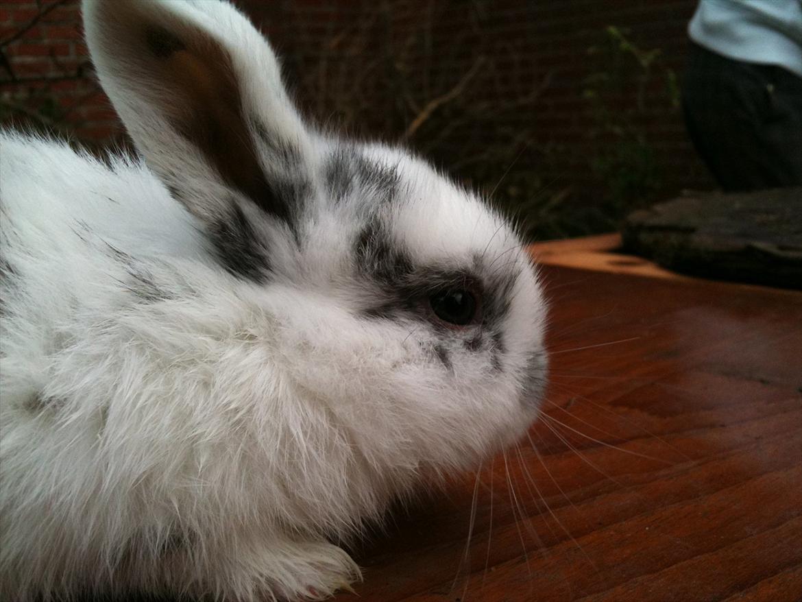 Kanin Stald Hackz Apache  billede 10