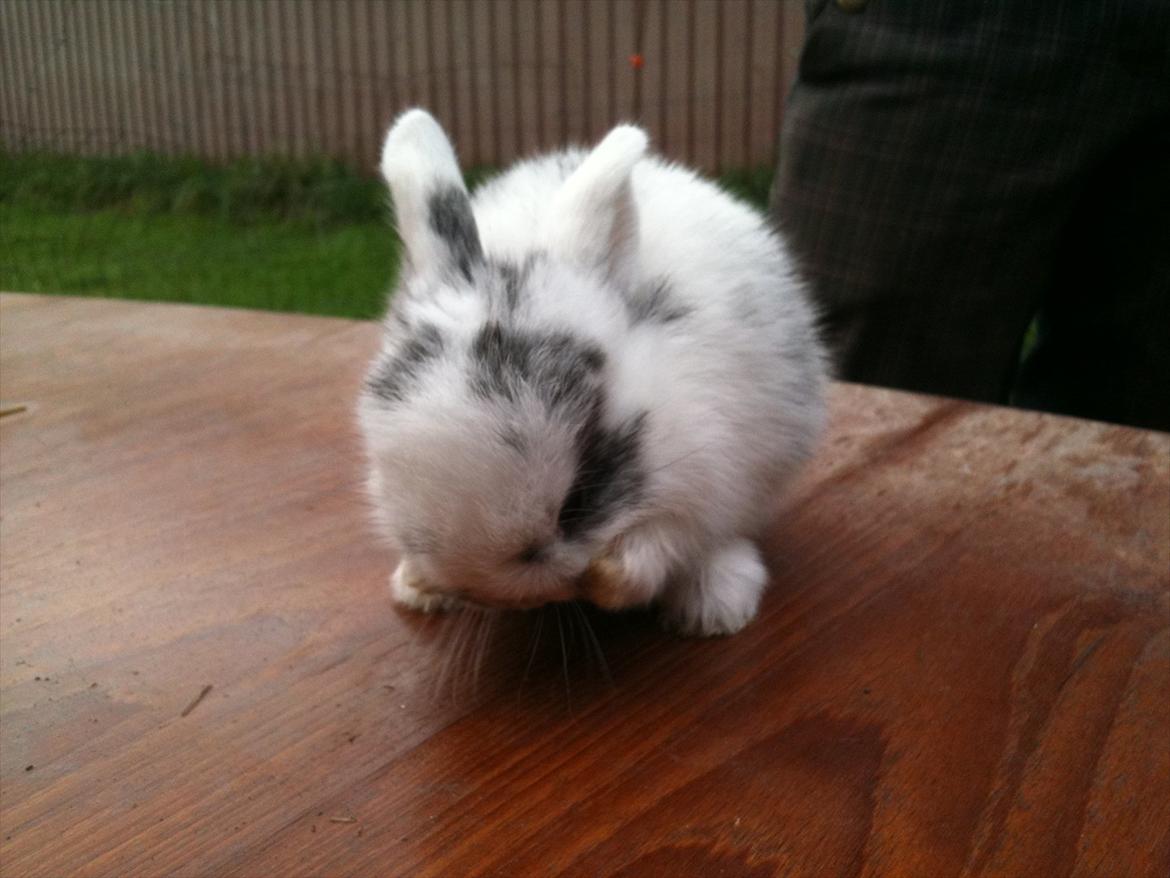 Kanin Stald Hackz Apache  billede 11