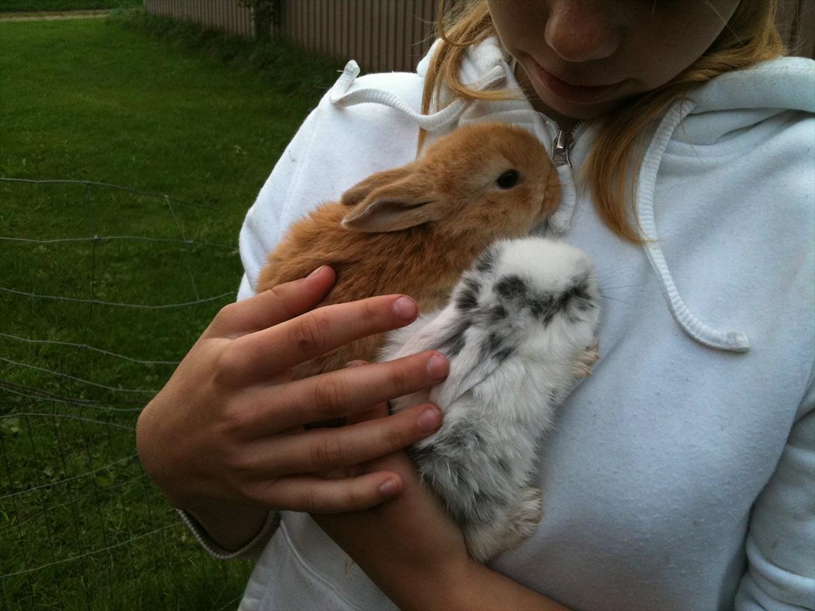 Kanin Stald Hackz Apache  - Apache & Breeze (: billede 12