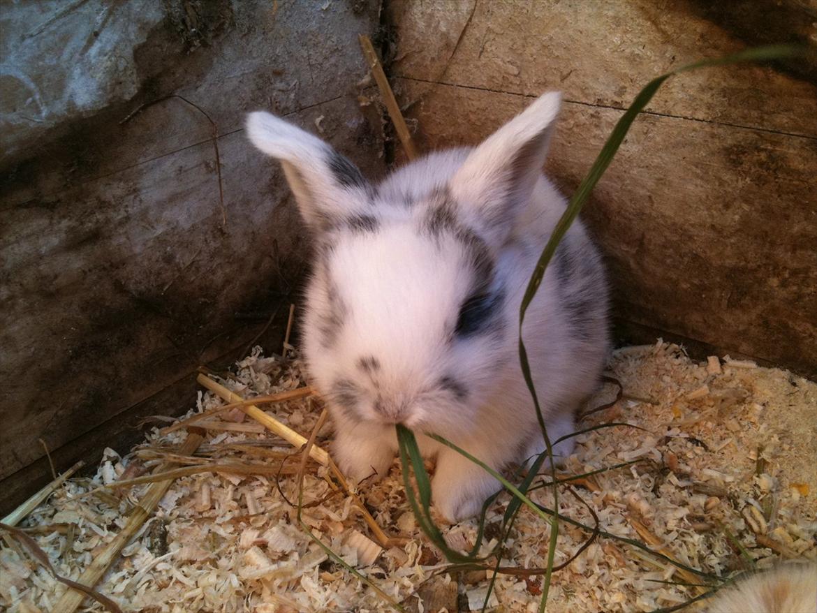 Kanin Stald Hackz Apache  - Velkommen til Apache's Profil :D billede 1