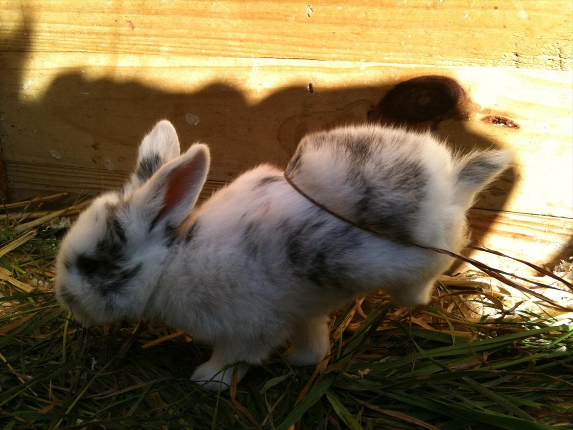 Kanin Stald Hackz Apache  billede 13