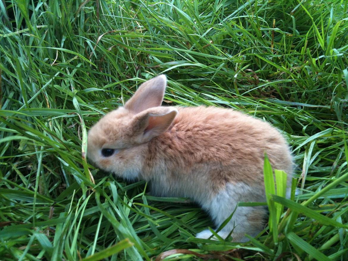 Kanin Stald Hackz Breeze  Sov sødt tøs<3 ;'( R.i.p. billede 7