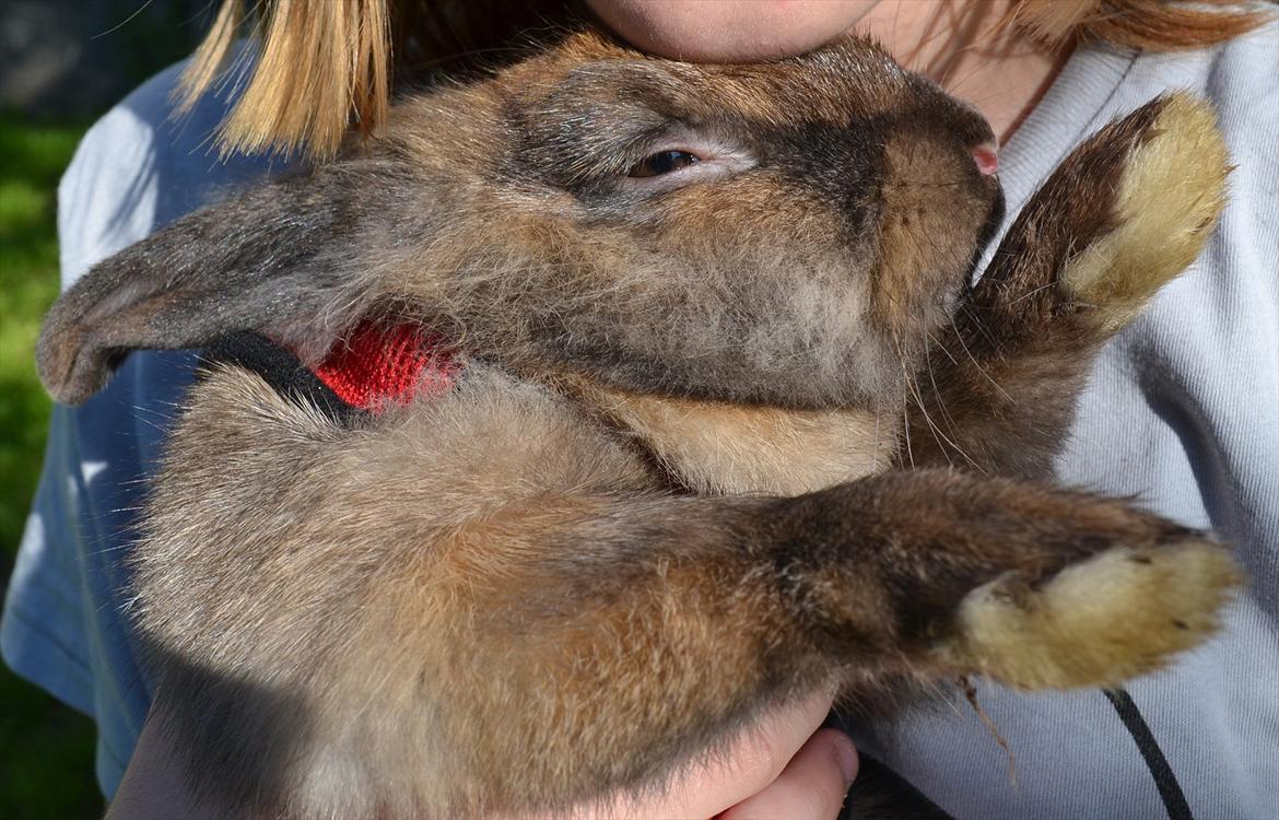 Kanin Bruno. GIVES VÆK billede 14