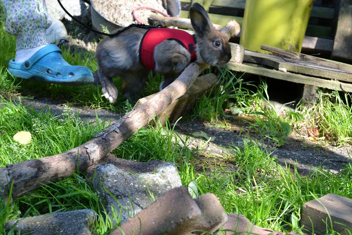 Kanin Bruno. GIVES VÆK billede 15