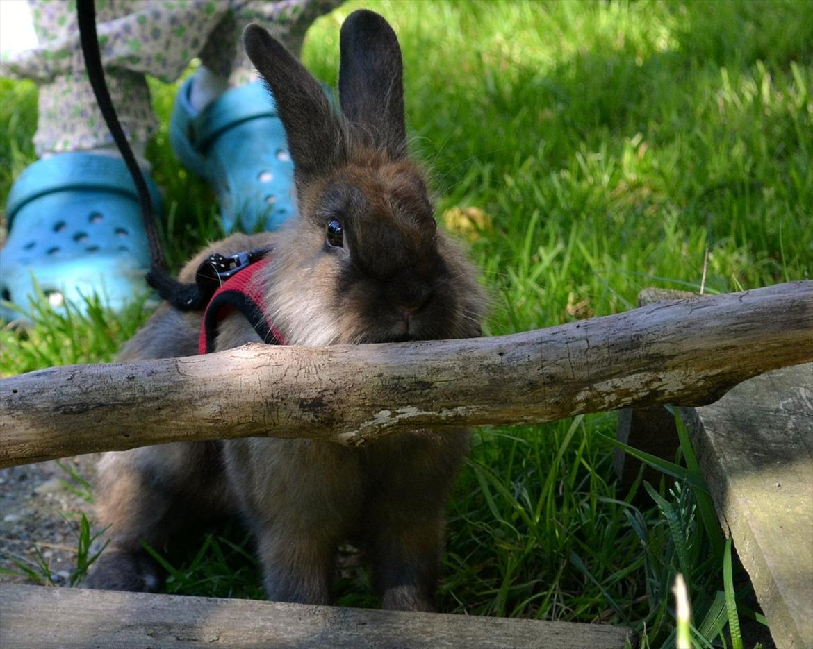 Kanin Bruno. GIVES VÆK billede 16