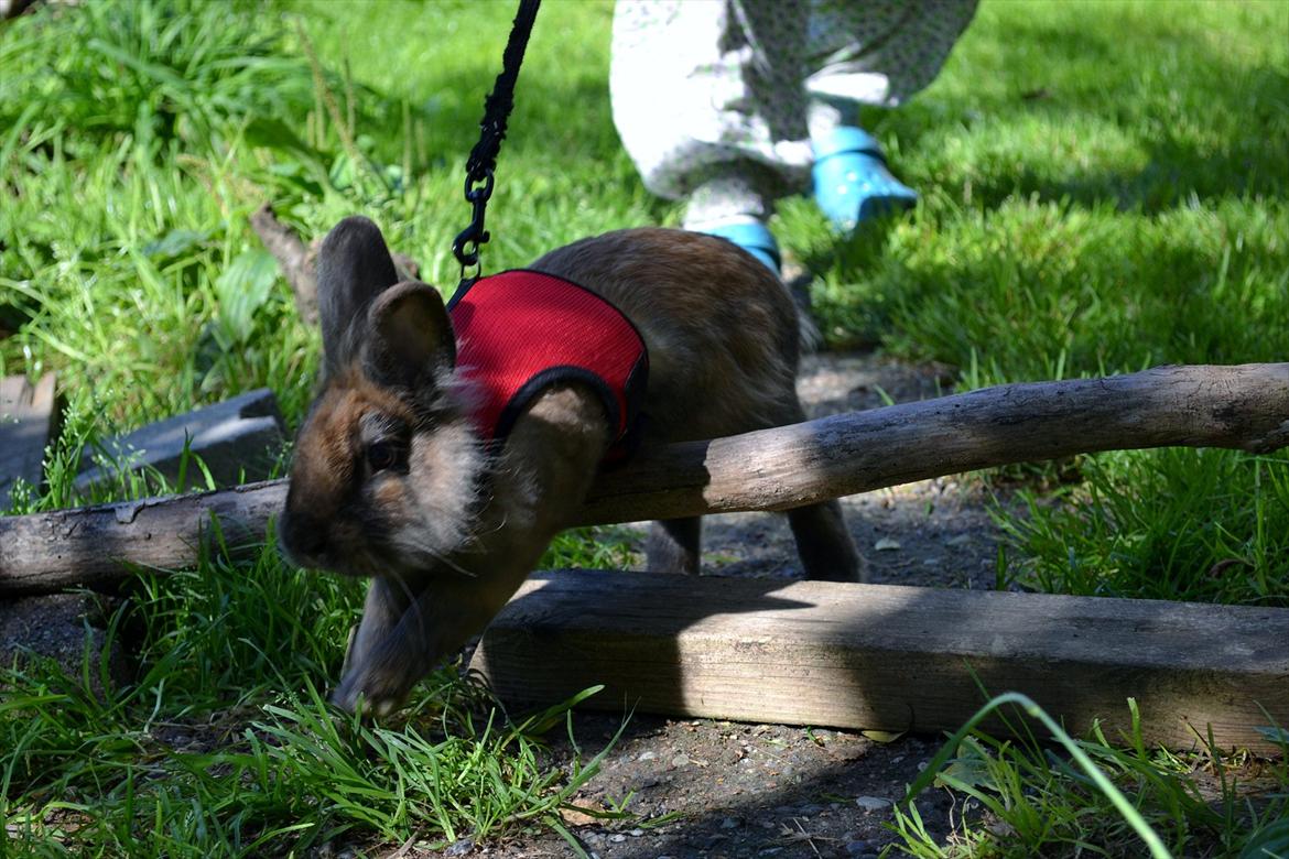 Kanin Bruno. GIVES VÆK billede 17