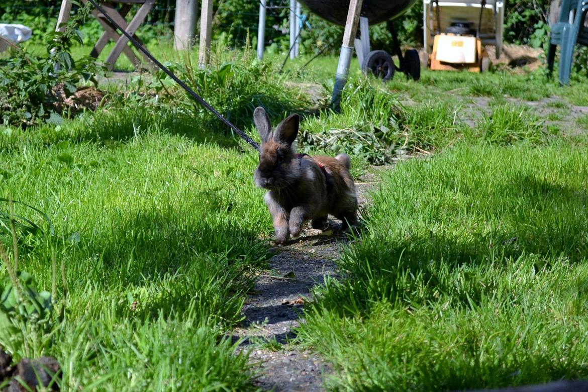 Kanin Bruno. GIVES VÆK billede 18