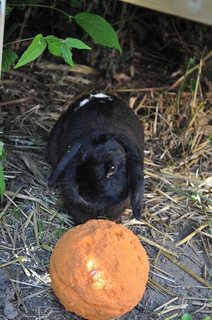 Kanin Pjuske billede 12