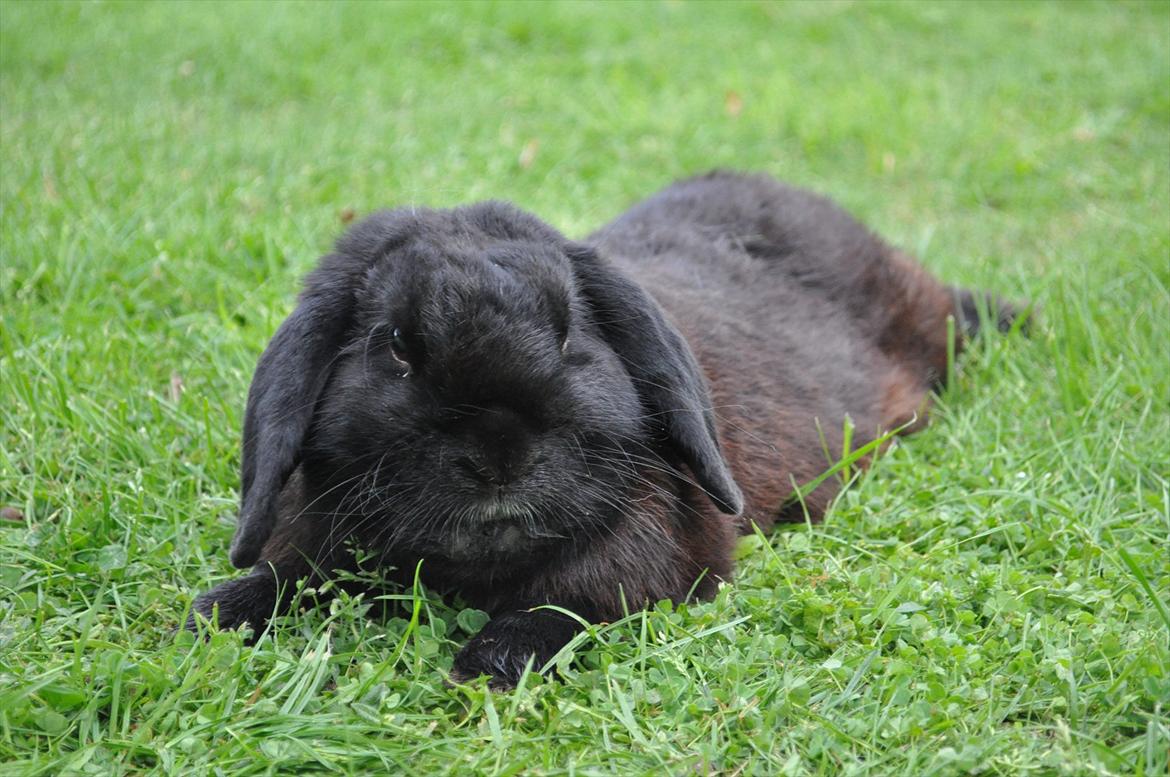 Kanin Pjuske billede 13