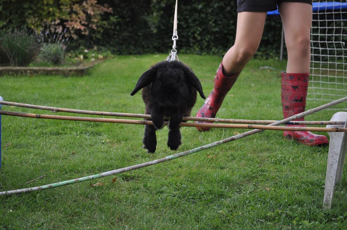 Kanin Pjuske billede 3