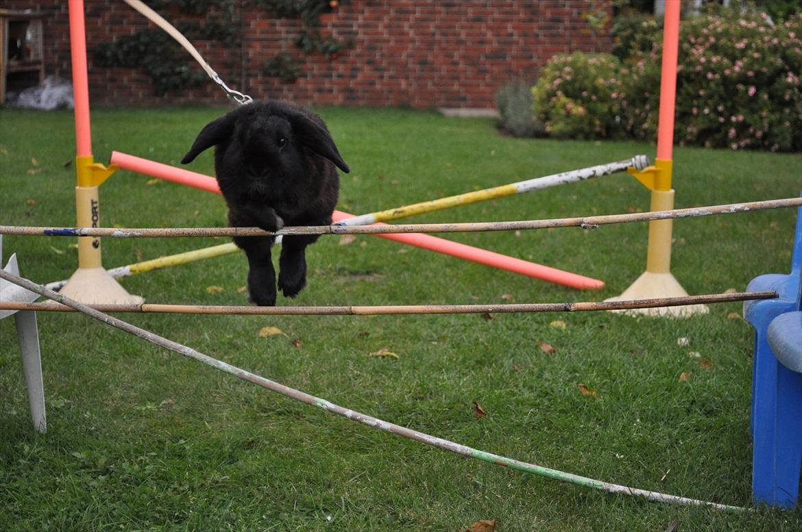 Kanin Pjuske billede 1