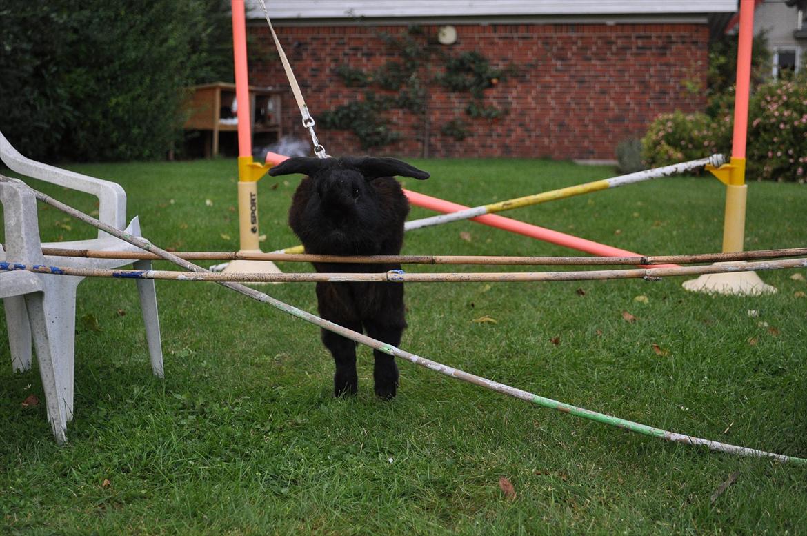 Kanin Pjuske billede 9