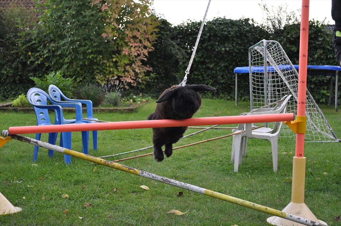 Kanin Pjuske billede 11