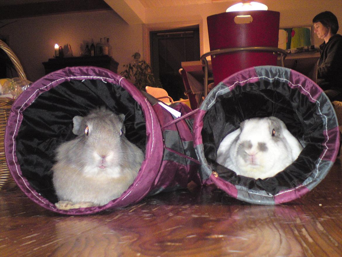 Kanin Nuggi R.I.P D': - Owwrgh.♥ billede 9