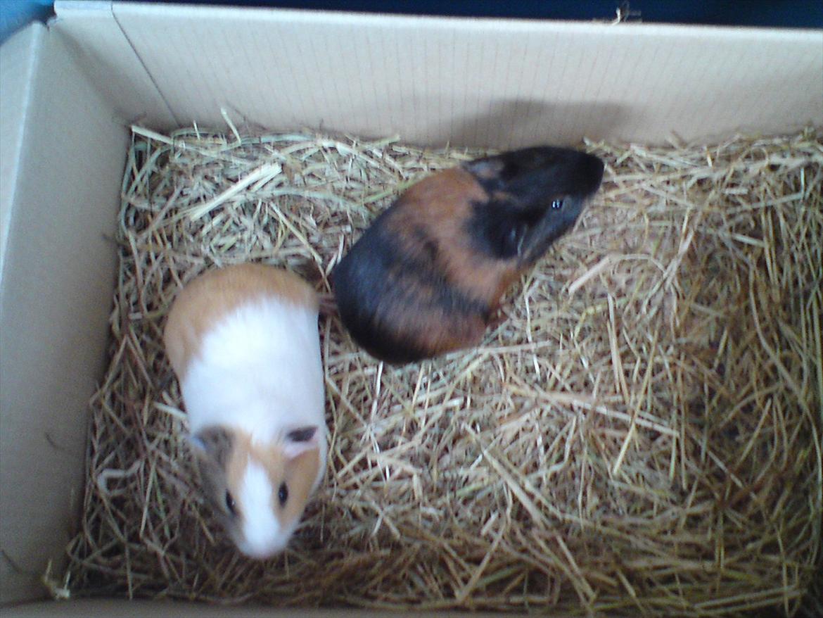 Marsvin Merle billede 7