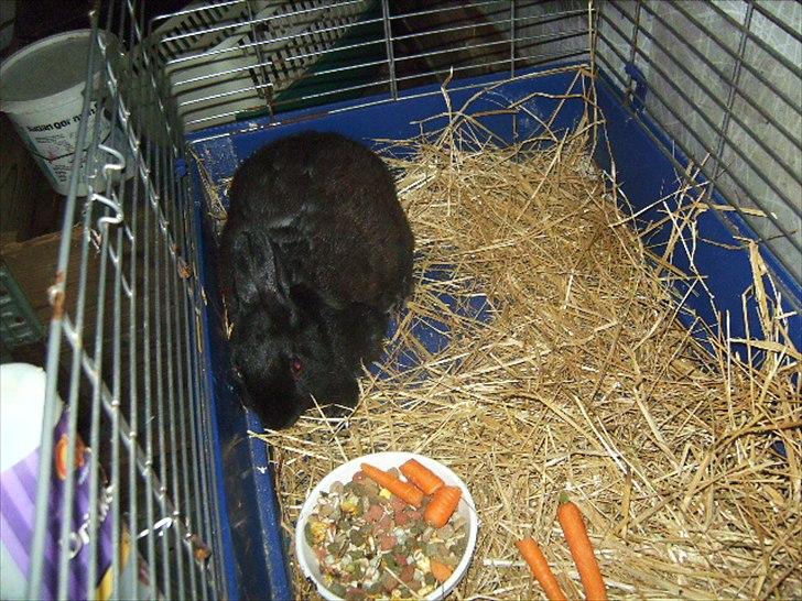 Kanin Basse - mor har det ikke godt i dag hehehe billede 6