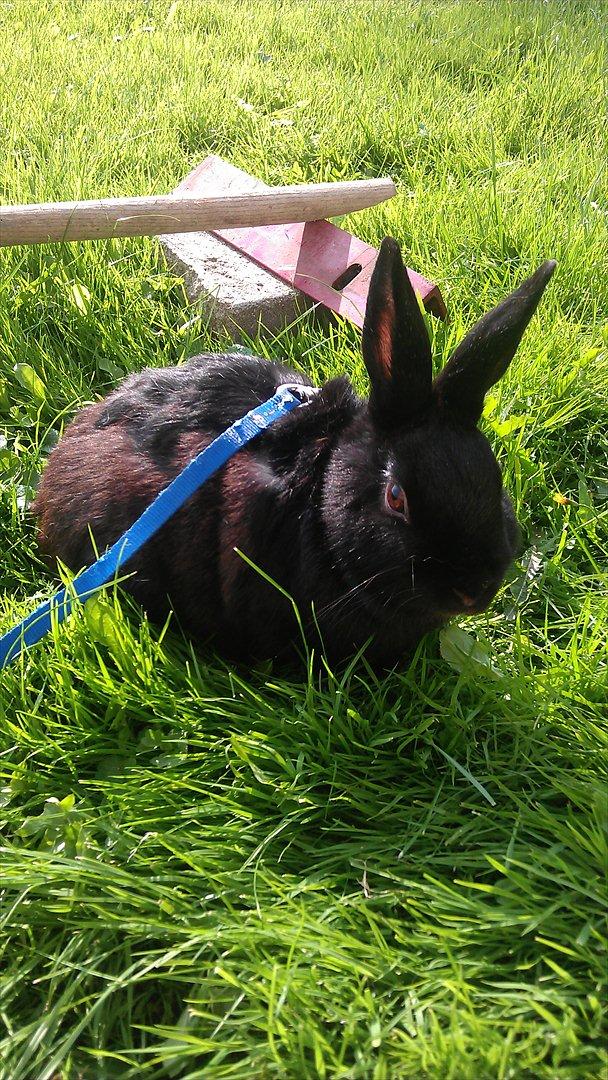 Kanin Basse - så vil mor har at jeg skulle hop men det gade jeg ikke  billede 8