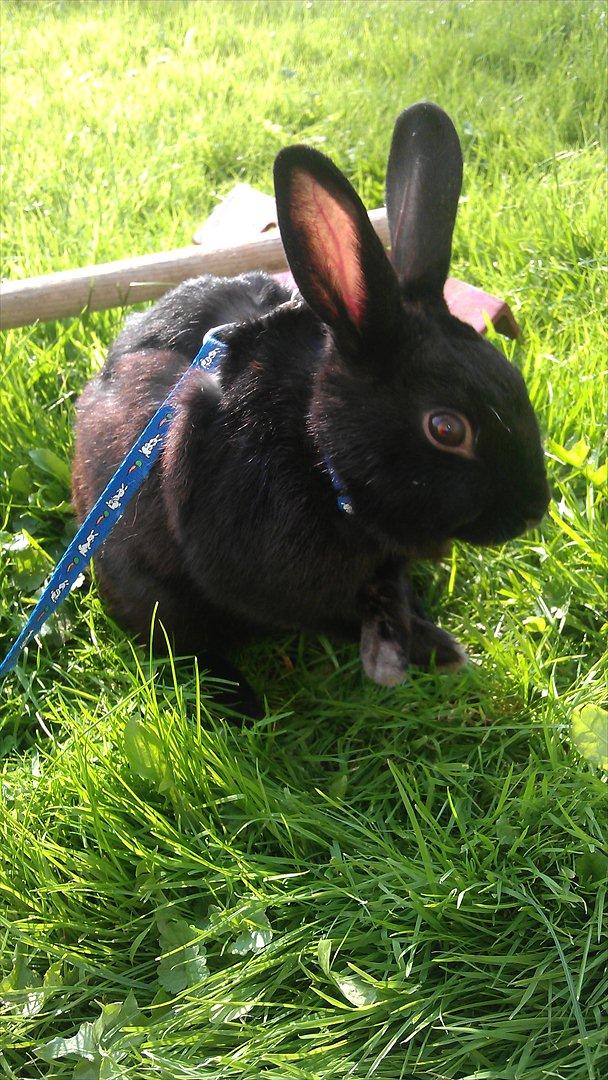 Kanin Basse - jeg gide ikke vil helle krys min poret billede 9