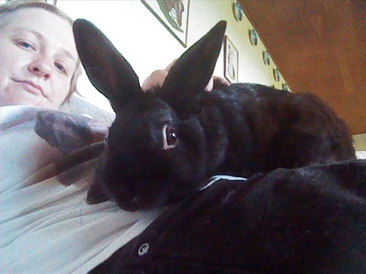 Kanin Basse - her ligge jeg på mors maver og kigge  billede 10