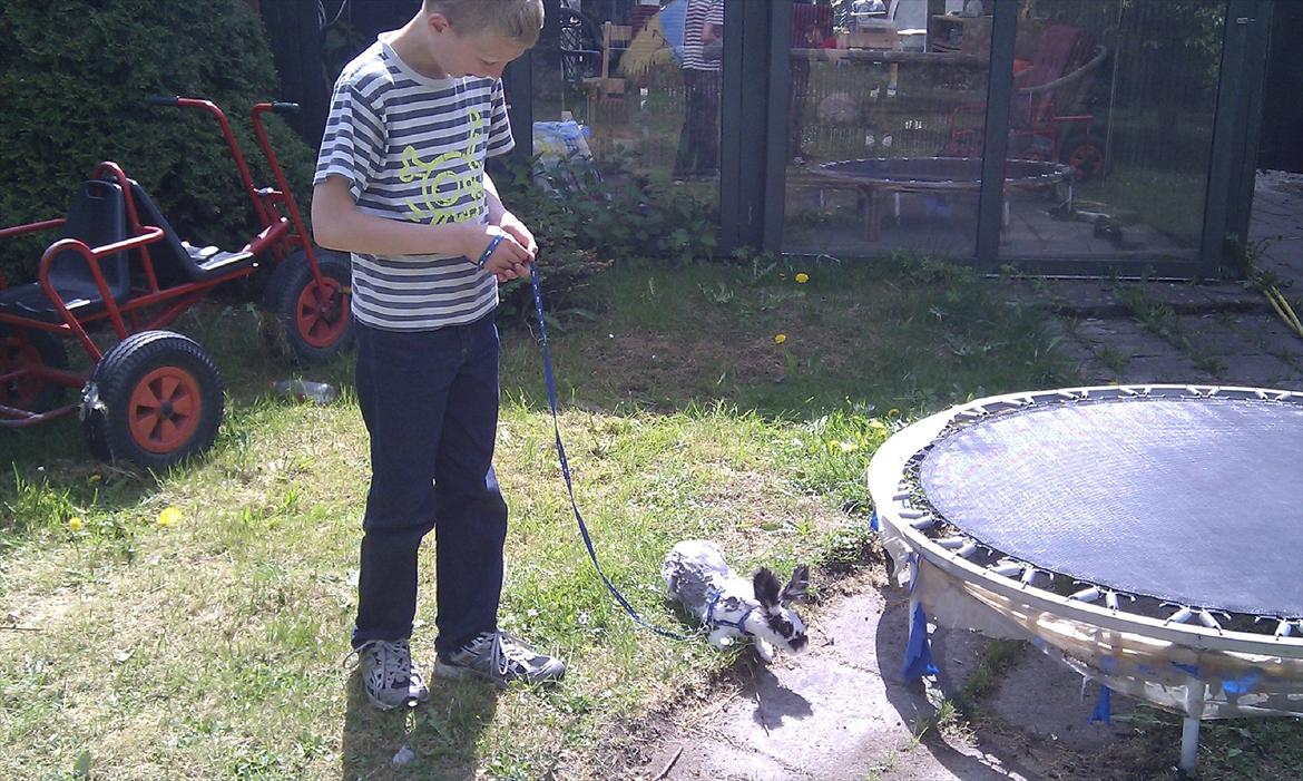 Kanin Sally - Basse der går tur med mig billede 6