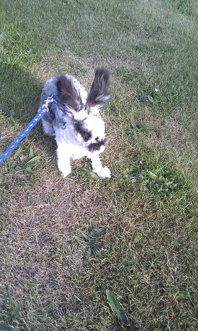 Kanin Sally - i mor jeg kan ikke lige at jeg er blive klippe billede 8