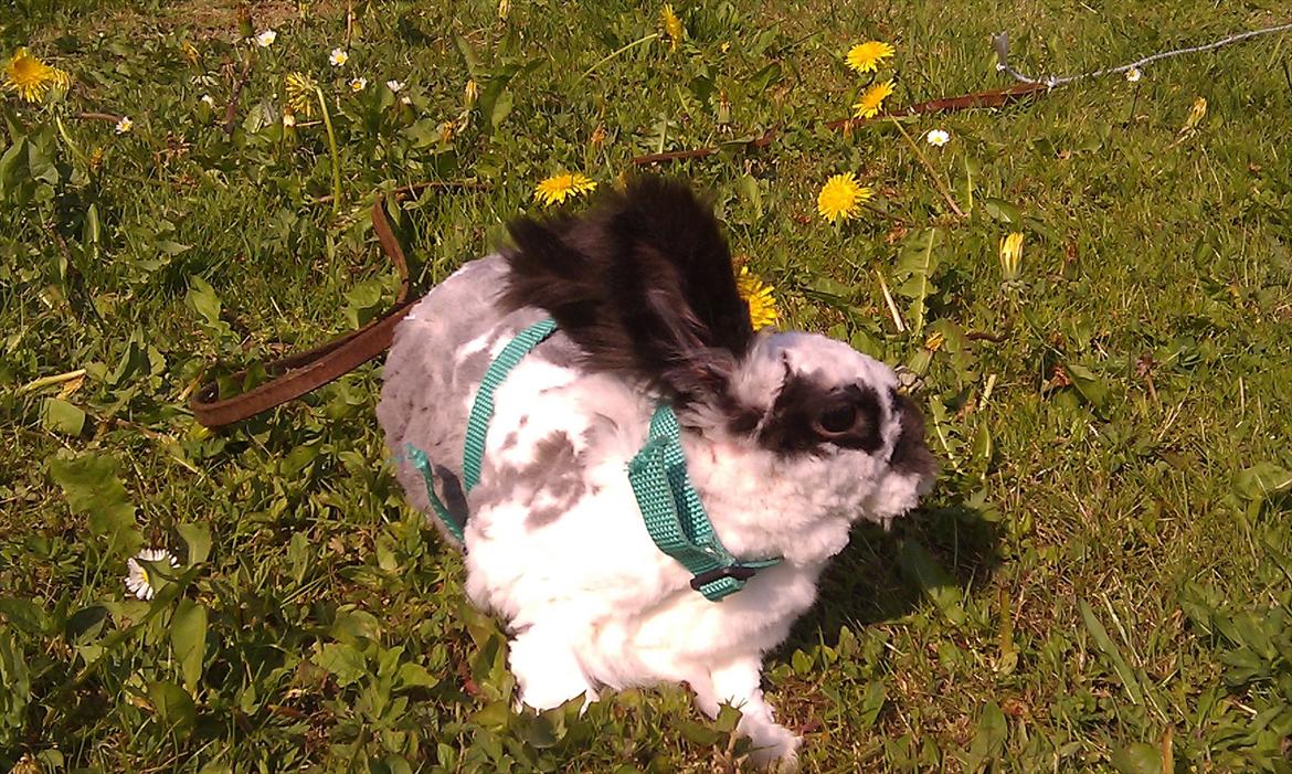 Kanin Sally - Bare der ikke noge der se mig at jeg er blive så lille efter mor har klippe mig  billede 9