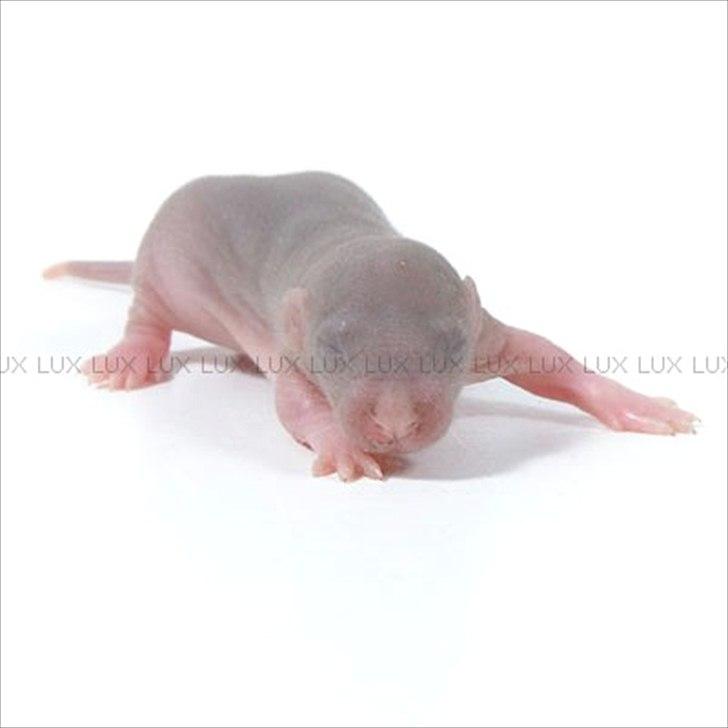 Tamrotte *Lux Soulstealer (Sjælestjæler)* - 20 august 2011, 1 uge gammel... billede 4