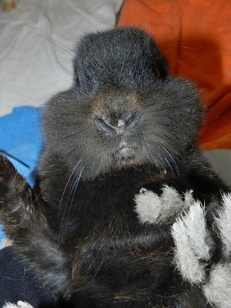 Kanin Speedy Cornsarles (forsvundet) :´( - Hvor sød har man lige lov til at være (: billede 4