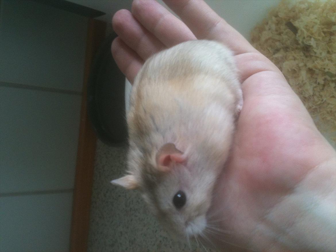 Dværghamster Pelle - anden dag i hans nye hjem :-) billede 2