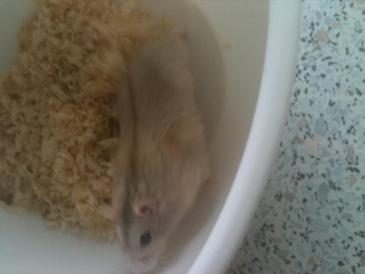 Dværghamster Pelle - er lige ved at rengøre hans bur, så han fiser rundt i en skål :-) billede 4