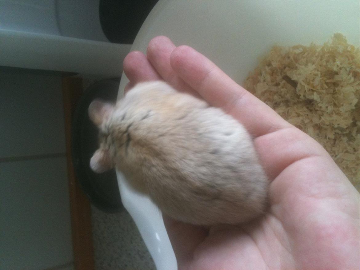 Dværghamster Pelle - synes han har en utrolig flot farve :-) billede 5