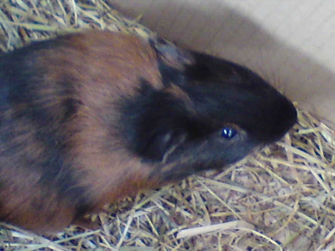 Marsvin Putte - Lille Putte!*: billede 7