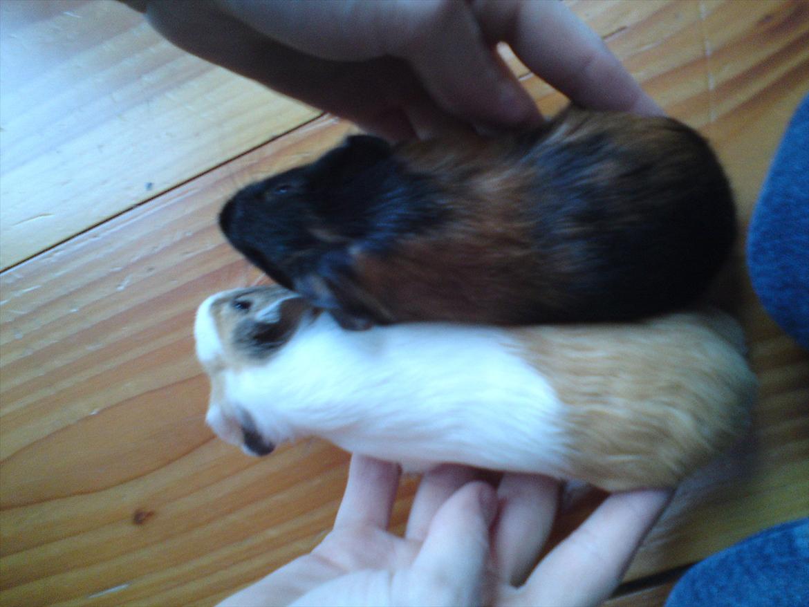Marsvin Putte - lige da de var kommet hjem til mig<3:-D billede 9