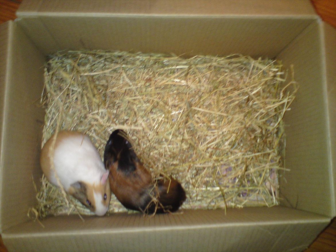 Marsvin Putte - uha her er da lidt farligt!:-D billede 10