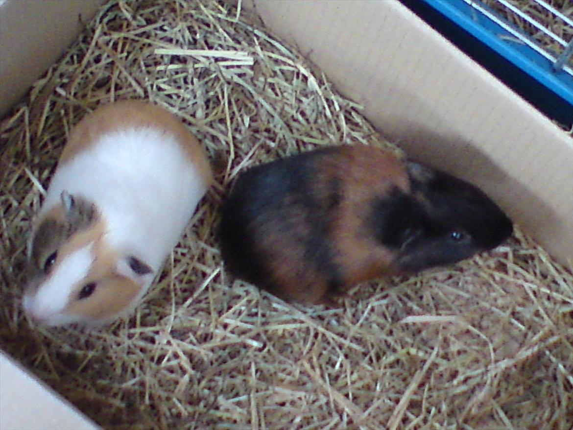 Marsvin Putte billede 11