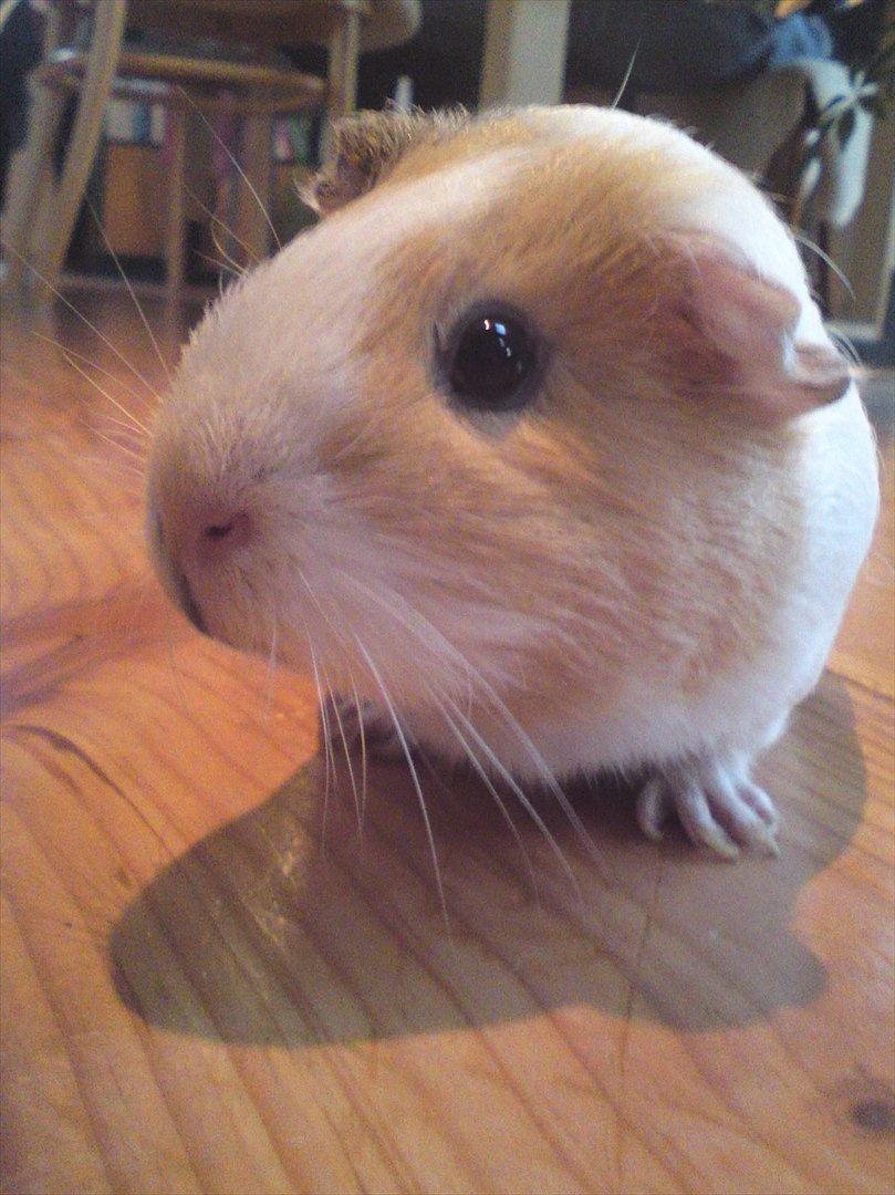 Marsvin Merle billede 9