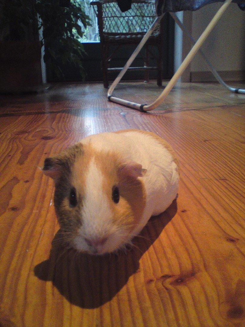 Marsvin Merle billede 11