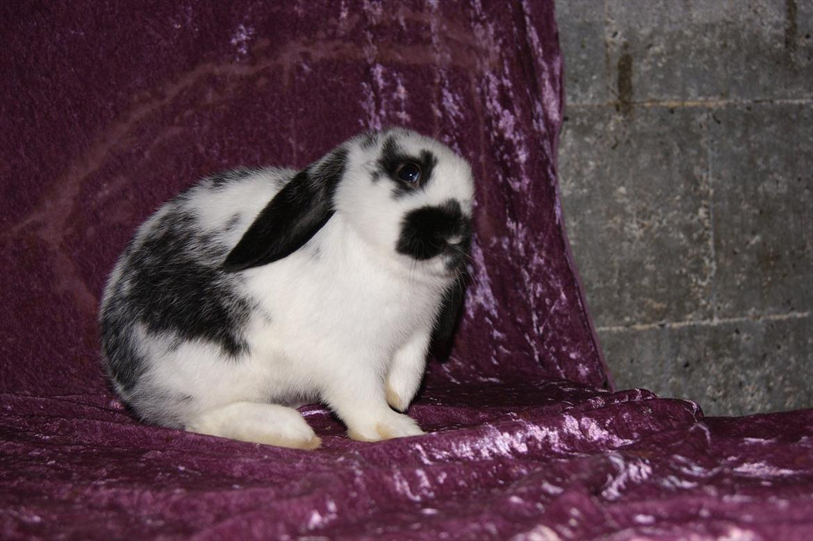 Kanin Hønsehuset's No Fear billede 3