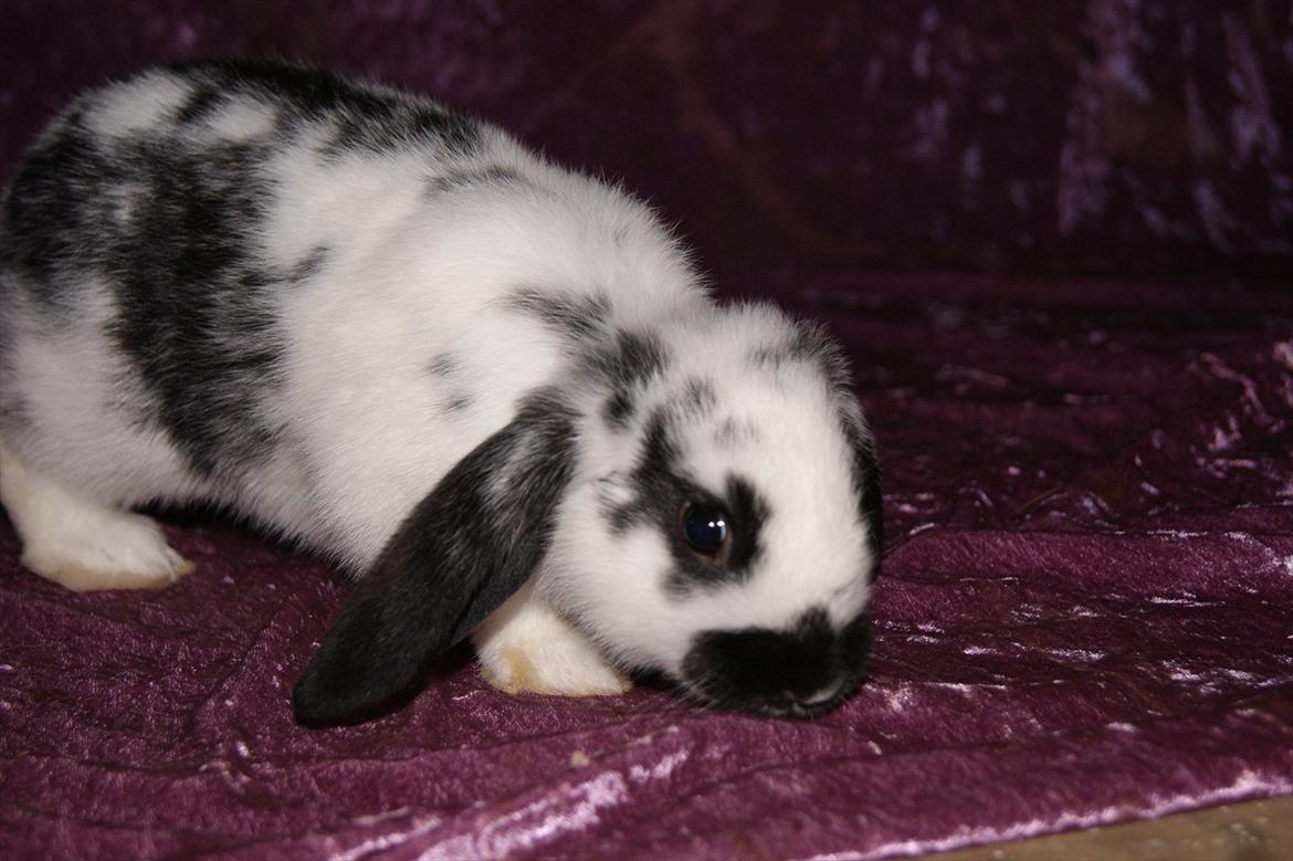 Kanin Hønsehuset's No Fear billede 4