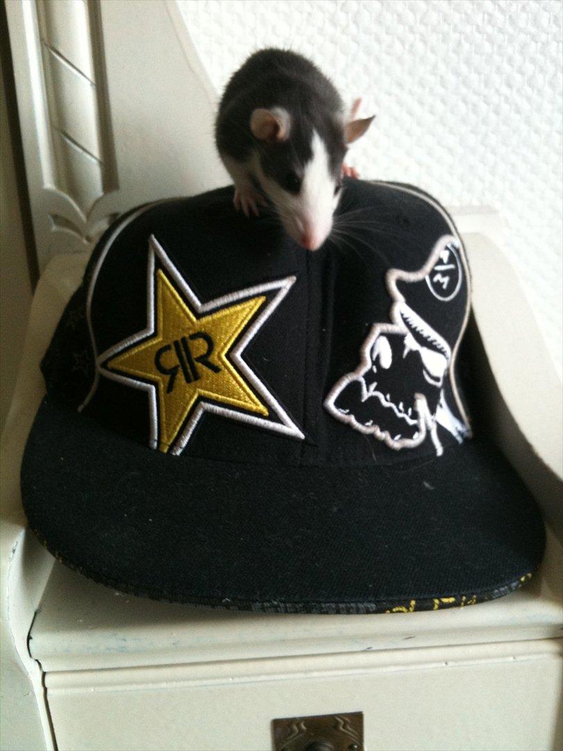 Tamrotte Luna billede 8